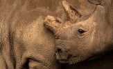 Zadnji dve za mednarodni dan nosorogov 2022